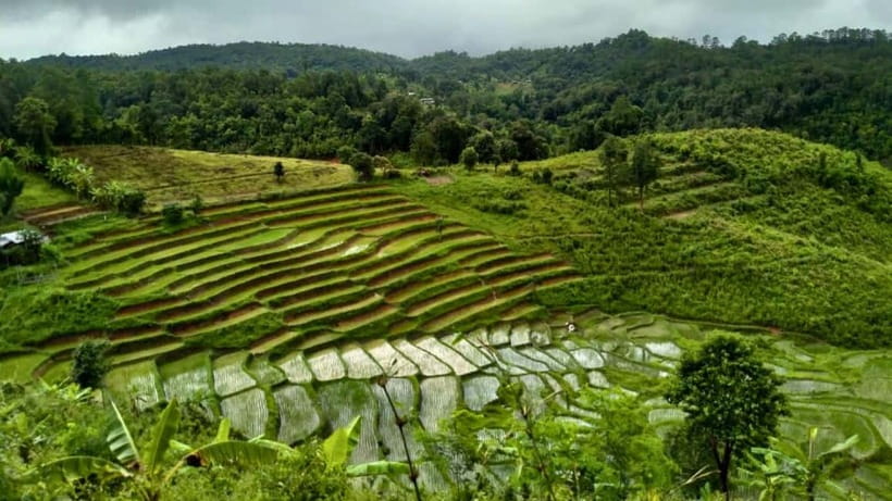 Chiang Mai: Jungle Trek, Elephants care & Bamboo Rafting - Should you book? My practical take