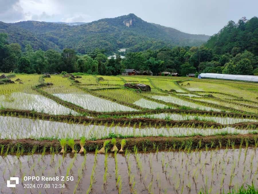 Chiang Mai: Mae Ya Waterfall & Pha Dok Siew Trail Trek - Mae Klang Luang rice-field layers and the coffee stop that isn’t a souvenir trap