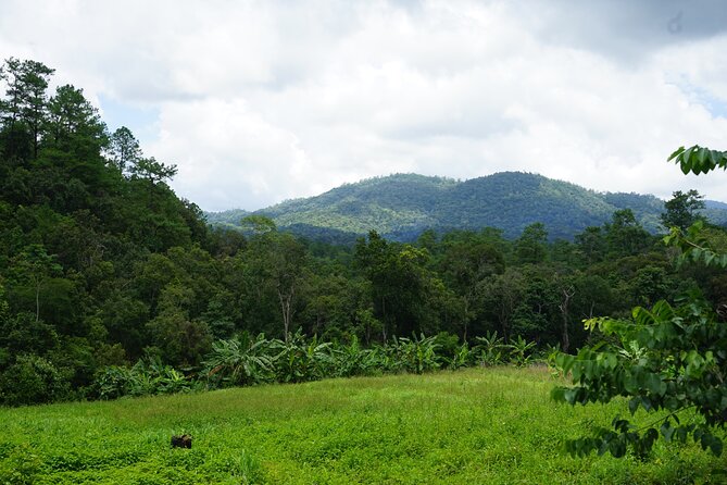 Chiang Mai Trekking Tour :Full day (no rafting) - Pickup, Group Size, and Timing That Keep It from Feeling Chaotic