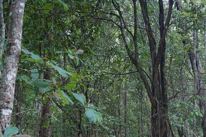 Chiang Mai Trekking Tour :Full day (no rafting) - Price and What You Get for Around $64