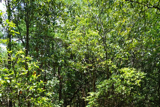 Chiang Mai Trekking Tour :Full day (no rafting) - Who This Tour Fits Best (and Who Might Feel Out of Place)