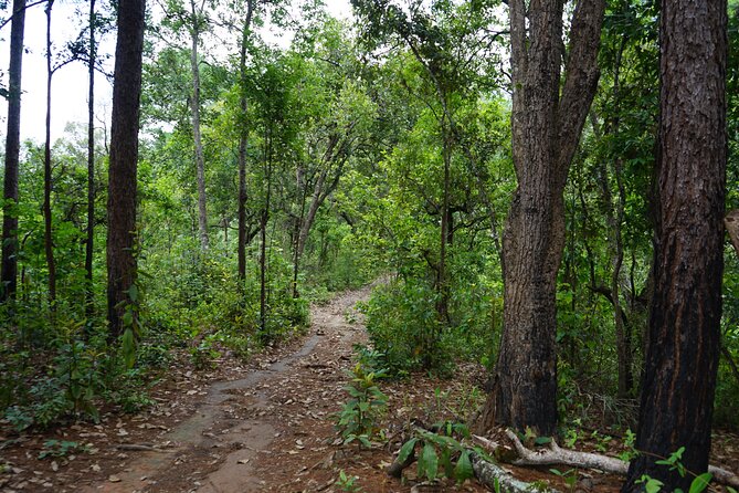 Chiang Mai Trekking Tour :Full day (no rafting) - Should You Book This Chiang Mai Elephant and Trek Day?