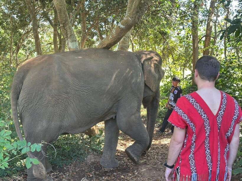 Chiang Mai Untouched Elephant: Nature Walk & Waterfall Trek - Hands-On Elephant Food Prep and Natural Feeding