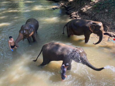 Chiang Mai Untouched Elephant: Nature Walk & Waterfall Trek - Pickup Rides: Open-Air Truck, Then a Roofed 4x4