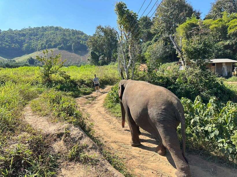 Chiang Mai Untouched Elephant: Nature Walk & Waterfall Trek - Mud Spa at the River: Bathing Like a Caretaker