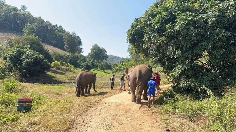 Chiang Mai Untouched Elephant: Nature Walk & Waterfall Trek - Hill Tribe Village Life and Home-Cooked Lunch