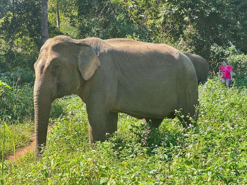 Chiang Mai Untouched Elephant: Nature Walk & Waterfall Trek - Who Should Book (and Who Should Skip This Style of Tour)