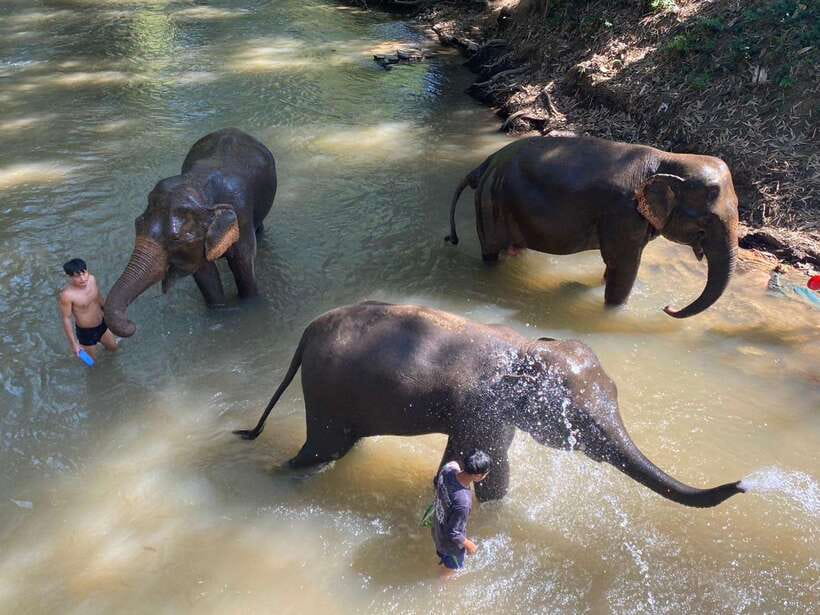 Chiang Mai Untouched Elephant: Nature Walk & Waterfall Trek - Pickup Rides: Open-Air Truck, Then a Roofed 4x4