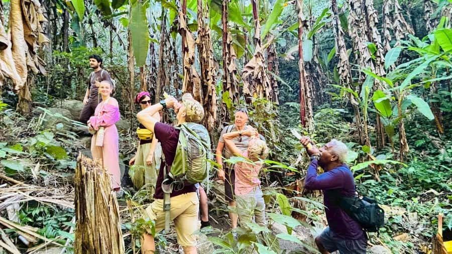 Chiang Rai: Jungle Adventure-Group Trekking & Bamboo Cooking - Pa Soert Hot Spring to the tea plantation: the route’s core rhythm