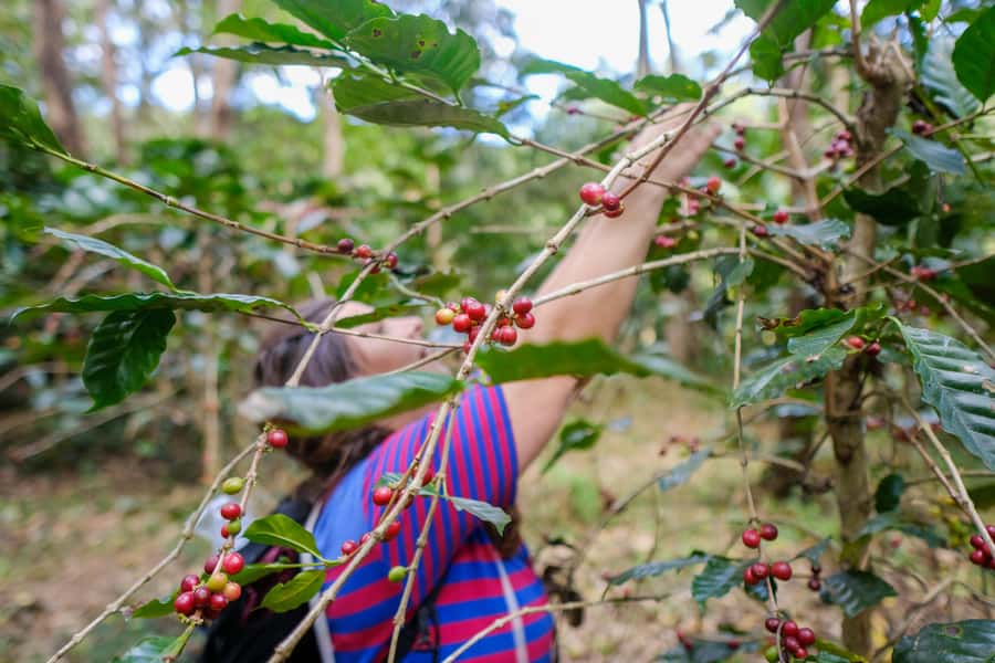 Chiangmai hilltribe Coffee Forest : Trek Plant Roast & Brew - Key highlights you’ll feel all day