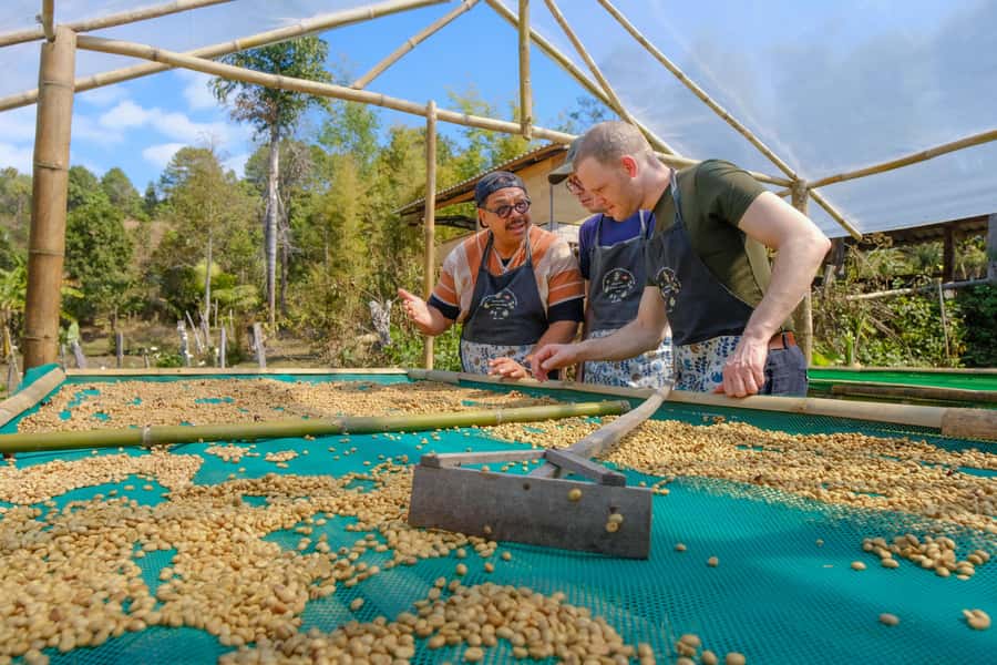 Chiangmai hilltribe Coffee Forest : Trek Plant Roast & Brew - Plant a coffee tree and get the organic vegetarian lunch