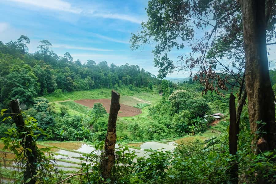 Chiangmai hilltribe Coffee Forest : Trek Plant Roast & Brew - Roast your own green beans at the roasting workshop
