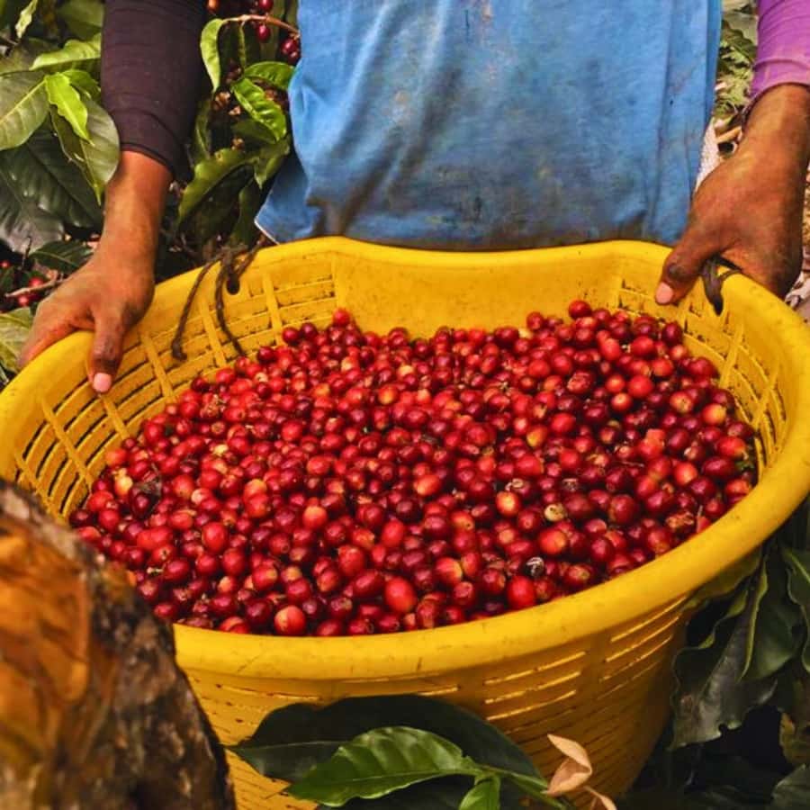 Coffee, Cocoa and Trekking Tour in Minca: Nature, Crops and Production - Key things I’d watch for
