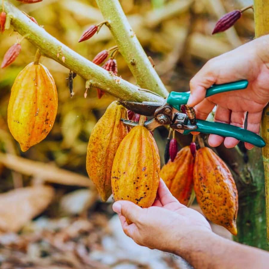 Coffee, Cocoa and Trekking Tour in Minca: Nature, Crops and Production - Coffee, cocoa, and trekking in Minca: what this tour is really about