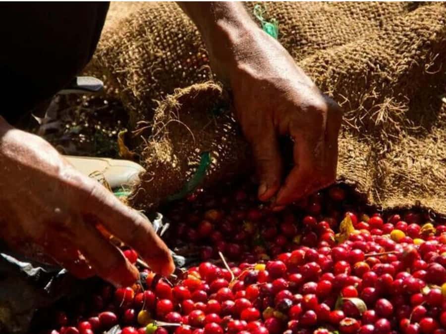 Coffee, Cocoa and Trekking Tour in Minca: Nature, Crops and Production - Finca San Rafael: where coffee and cocoa become real