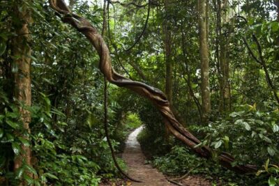 Cuc Phuong National Park Private Day Tour: Trekking & Primates - Stop 3: Động Người Xưa (Cave of Pre-historic Man)