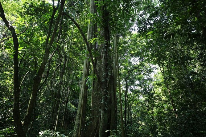 Cuc Phuong National Park Private Day Tour: Trekking & Primates - Who should book this trek-and-primates day trip
