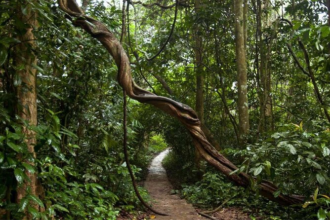 Cuc Phuong National Park Private Day Tour: Trekking & Primates - Stop 3: Động Người Xưa (Cave of Pre-historic Man)