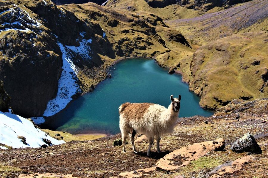 Cusco: 4-Day Lares Trek to Machu Picchu with Panoramic Train - The real considerations: altitude, cold nights, and who should skip this trek