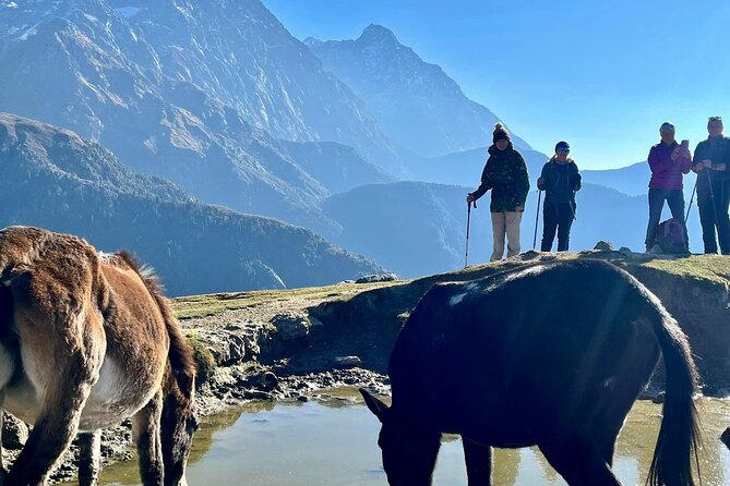 Dalai Lama Himalayan Trek - Kareri trek day: donkeys handle the heavy stuff