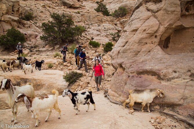 Dana to Petra Trek + Wadi Rum & the Dead Sea - 9 Days - Key points worth noting before you go