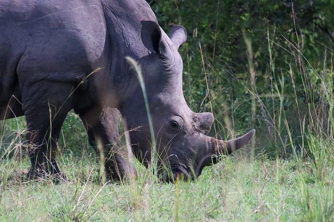 Day Tour Of Ziwa Rhino Sanctuary and Wildlife Ranch - ZIWA RHINO TREKKING - Why Ziwa Rhino Trek Feels Different From a Big Safari