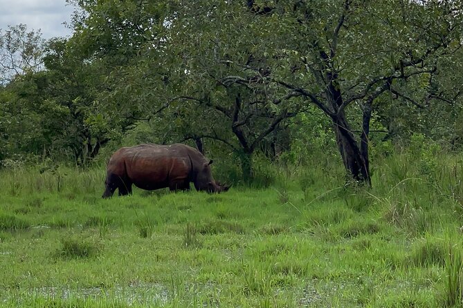 Day Tour Of Ziwa Rhino Sanctuary and Wildlife Ranch - ZIWA RHINO TREKKING - Lunch, Pace, and How the 7.5 Hours Will Feel