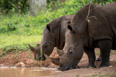 Day Tour Of Ziwa Rhino Sanctuary and Wildlife Ranch - ZIWA RHINO TREKKING - Wildlife and Birdwatching Moments You Can Actually Plan For
