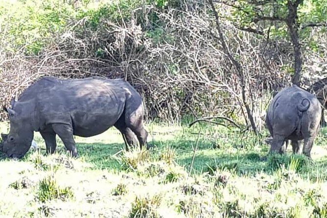 Day Tour Of Ziwa Rhino Sanctuary and Wildlife Ranch - ZIWA RHINO TREKKING - Price and Value: What $300 Is Covering (and What It Isn’t)