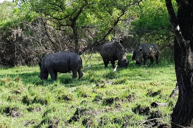 Day Tour Of Ziwa Rhino Sanctuary and Wildlife Ranch - ZIWA RHINO TREKKING - The Booking Practicalities That Matter on a Day Trip