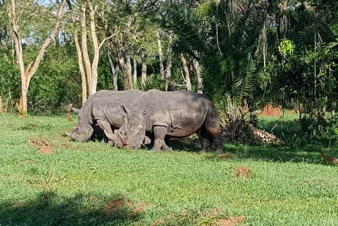 Day Tour Of Ziwa Rhino Sanctuary and Wildlife Ranch - ZIWA RHINO TREKKING - Should You Book ZIWA Rhino Trekking?