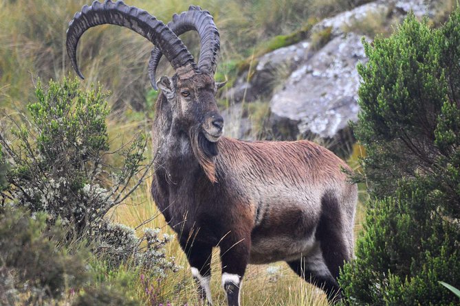 Day trek to Simien Mountain - Wildlife chances in the Simien: what to watch for