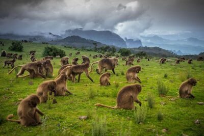 Day trek to Simien Mountain - Entering Simien Mountains National Park at the gate