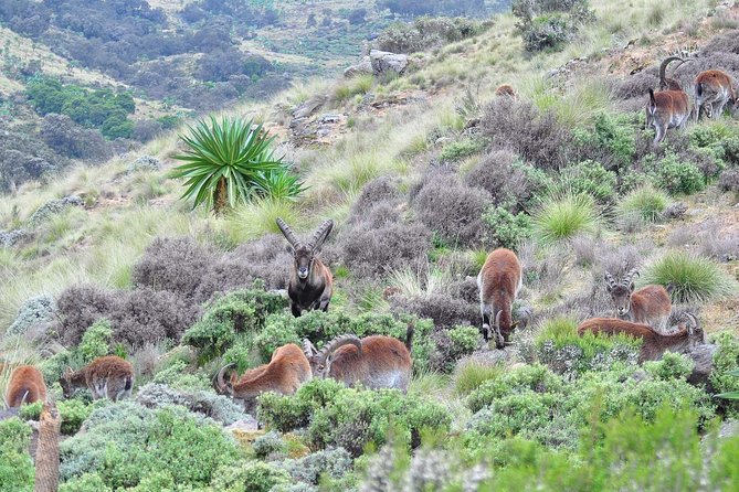 Day trek to Simien Mountain - Lunch, water, and the comfort factor that keeps you moving