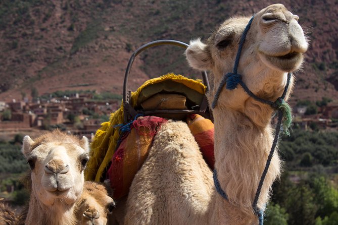 Day Trekking Atlas Mountains - Timing, group size, and what to pack for mountain weather