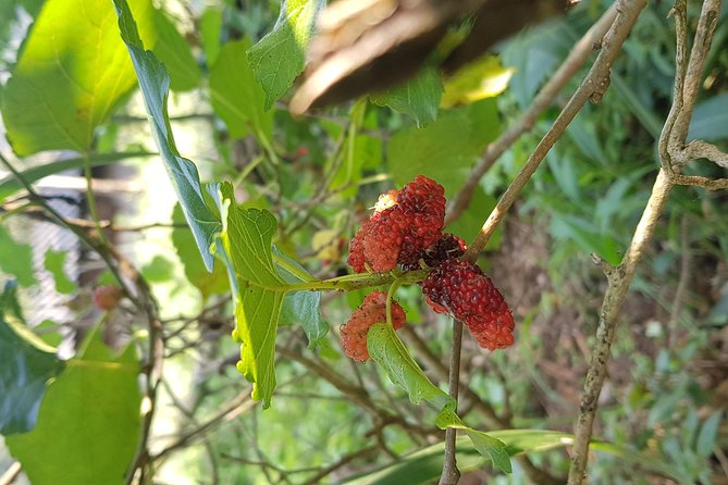 Doi inthanon National Park + 2Hour Fantastic Trekking with Lunch - Seasonal Hiking Choice: Pha Dok Siew vs Kiew Mae Pan