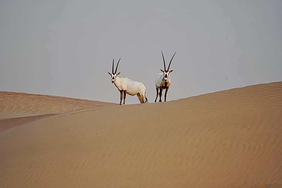 Dubai: Half-Day Camel Trekking with Al Marmoom Breakfast - Practical Tips That Make a Difference in the Desert