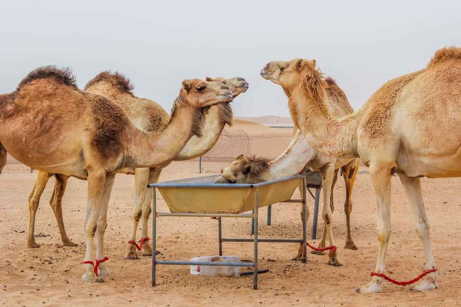 Dubai Sunrise Desert Camel Trek with Breakfast - Key things I’d zero in on before you book