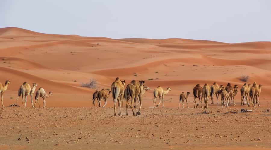 Dubai Sunrise Desert Camel Trek with Breakfast - Photo stop in Dubai: quick context before the desert
