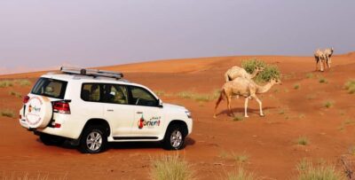 Dubai Sunrise Desert Camel Trek with Breakfast - Pickup and the 4x4 Jeep ride: comfortable going out, quick return