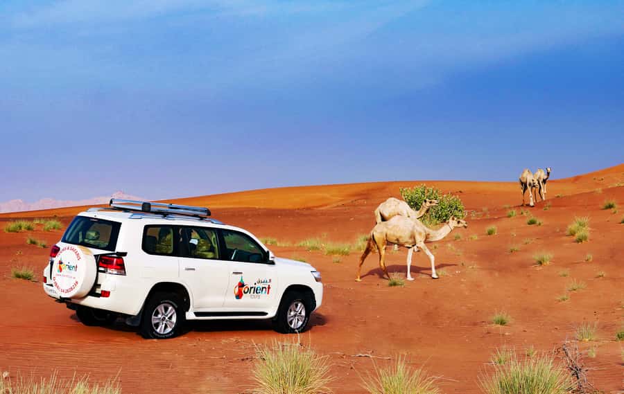 Dubai Sunrise Desert Camel Trek with Breakfast - Lahbab Desert camel trek (30–40 minutes): the slow part that actually feels calm