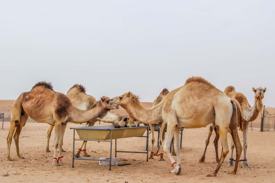 Dubai Sunrise Desert Camel Trek with Breakfast - Dune bashing and red sands at sunrise: short, not scary-long