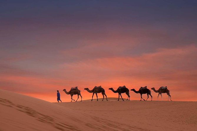 Dubai Sunset Camel Trekking with Shows & BBQ Dinner - Camel trek at sunset: timing, dune time, and photo chances