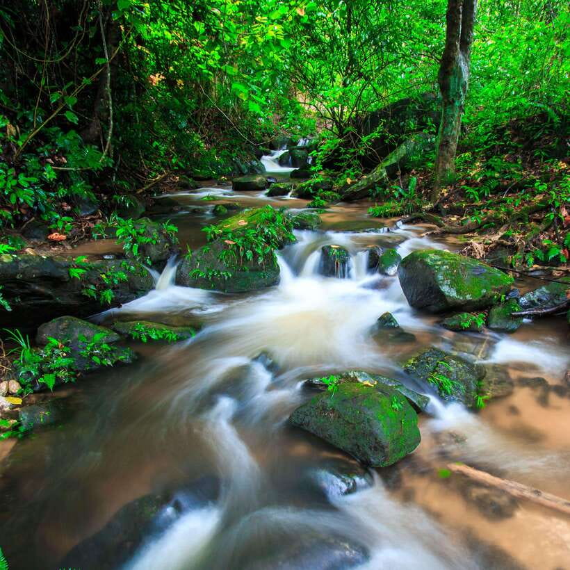 Eco-Friendly: Doi Inthanon & Pha Dok Siew Trekking Day Trip - The Pha Dok Siew Nature Trail trek: a forest walk with a goal