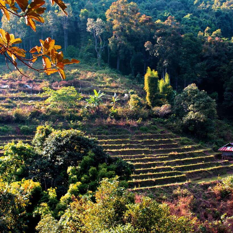 Eco-Friendly: Doi Inthanon & Pha Dok Siew Trekking Day Trip - King’s and Queen’s Pagodas plus the Hmong Market stop