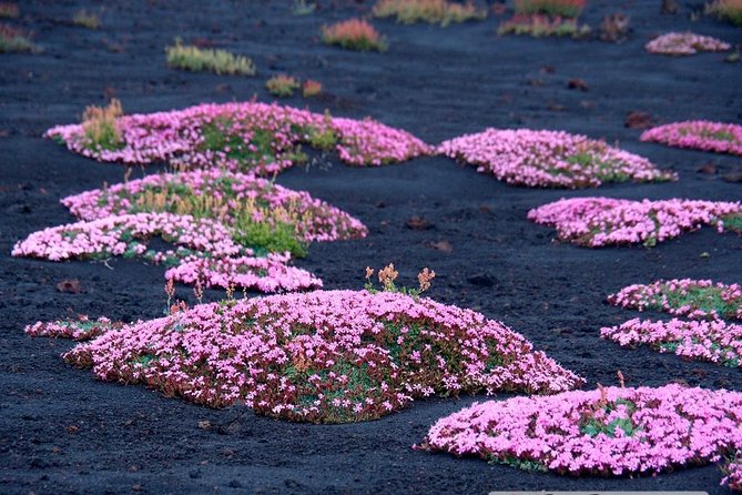 Etna 3000 from the south with Cable Car and trekking – Morning or Afternoon - 2018 lava fronts and the long view over recent activity
