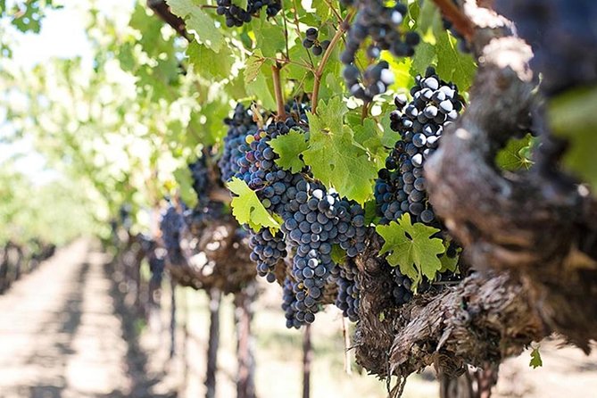 Etna trekking and wine tasting - Morning Pickup: Starting Your Etna Day at 8:30
