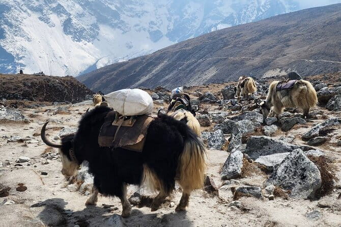 Everest Base Camp Trek from Kathmandu 12 Days - Key highlights worth knowing before you go