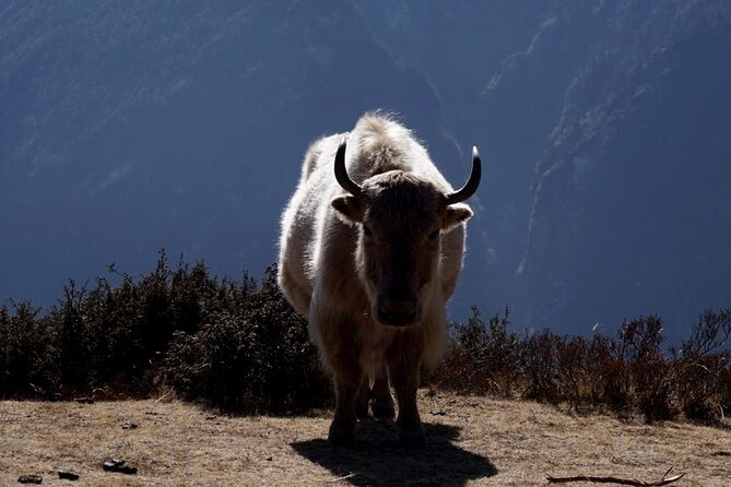 Everest Base Camp Trekking - 2025/2026 - Pangboche to Lobuche/Labuche (Day 5): moving toward the high-country