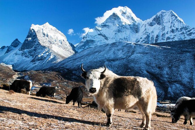 Everest Gokyo Valley Trek - 12 days - Key reasons this trek earns strong marks